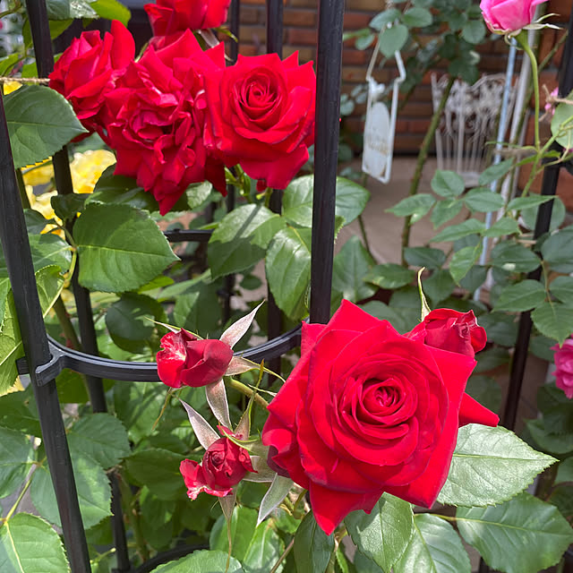 RoseLife5818さんの部屋