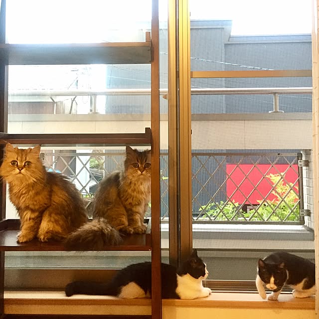 butachanさんの実例写真