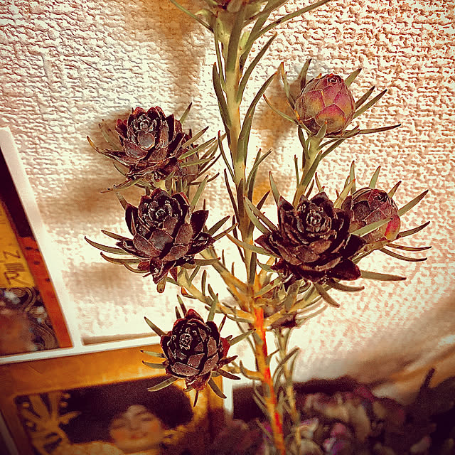 s.p.sunaoさんの実例写真