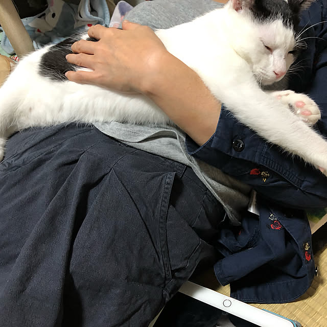 実例写真