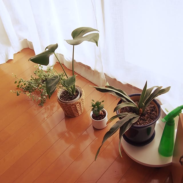shirokinaさんの実例写真