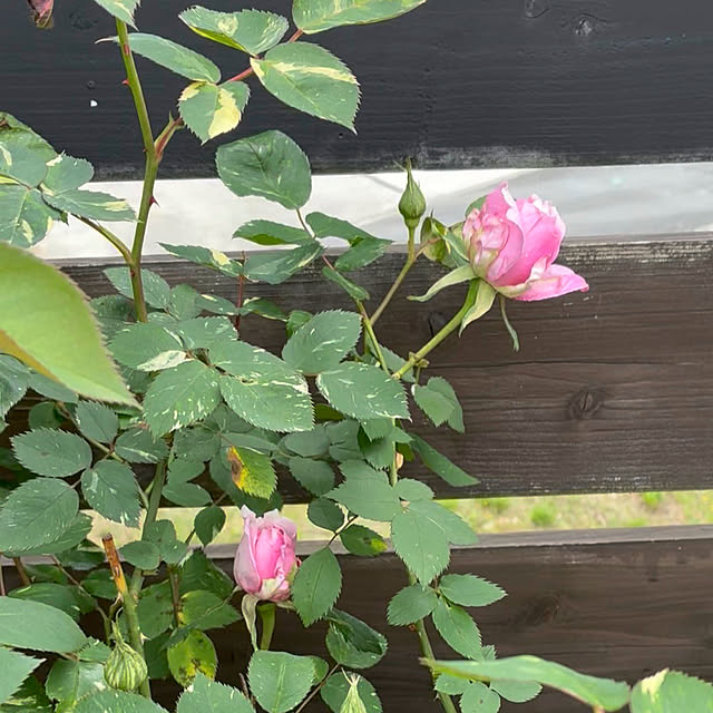 nscraftworksさんの部屋