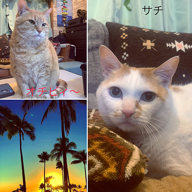 tututu0204さんの実例写真