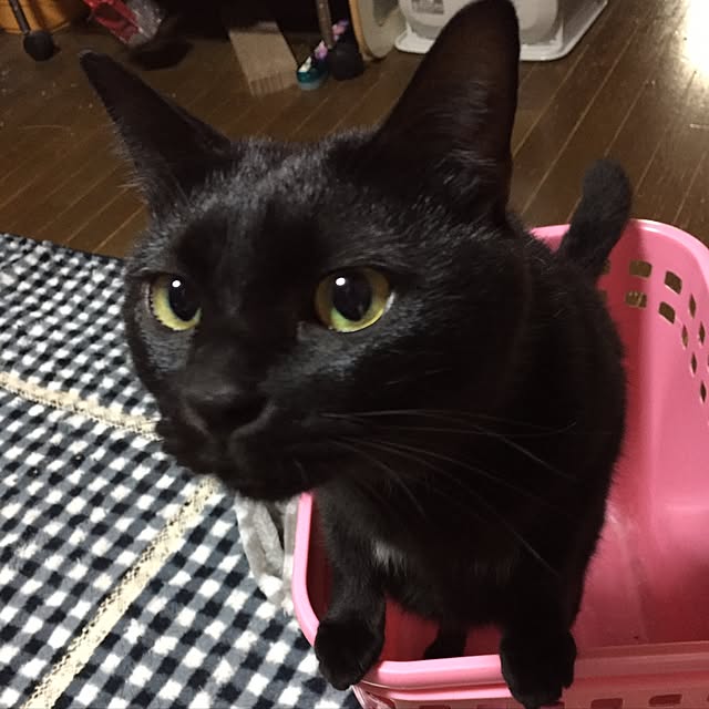 vivienne.coco-keiさんの実例写真
