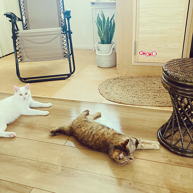 monmonさんの実例写真