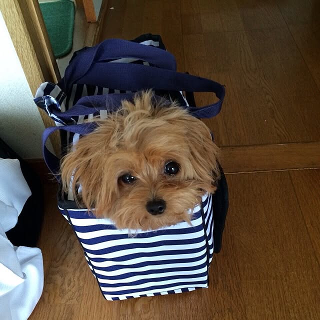 Reniさんの実例写真