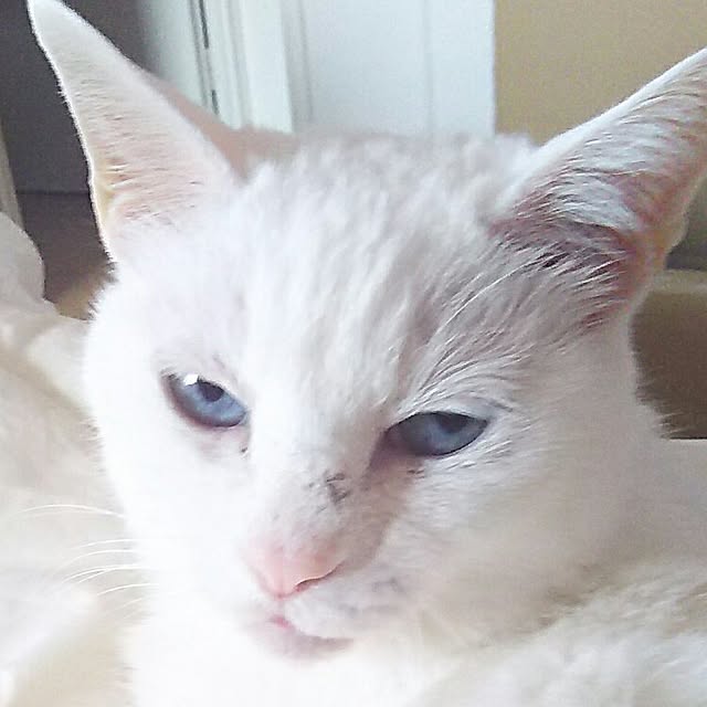 sakuraさんの実例写真