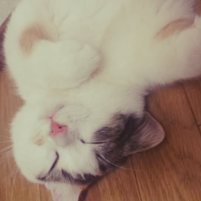 mine-catsさんの実例写真