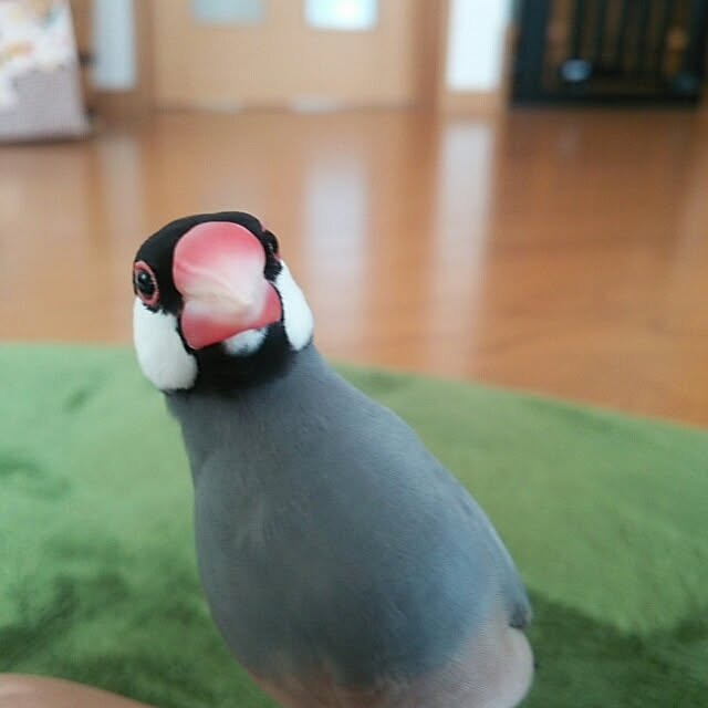 miiさんの実例写真