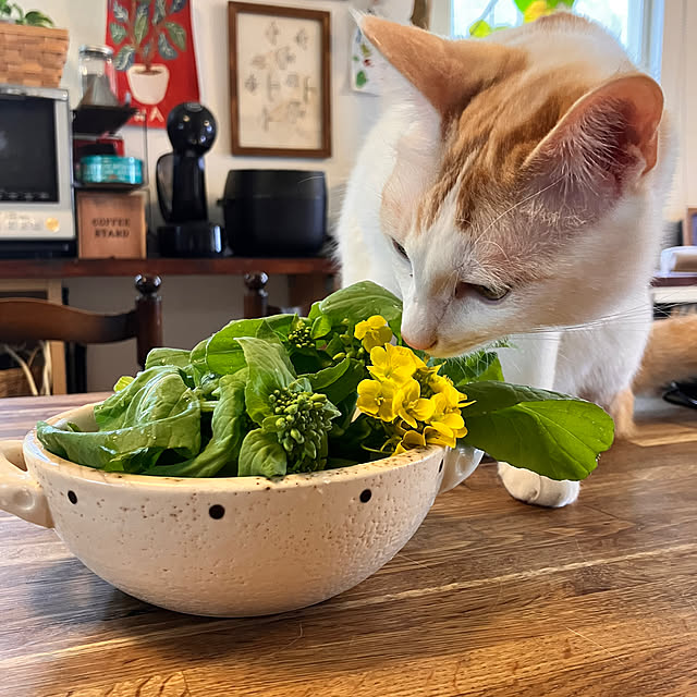 tomorinさんの実例写真