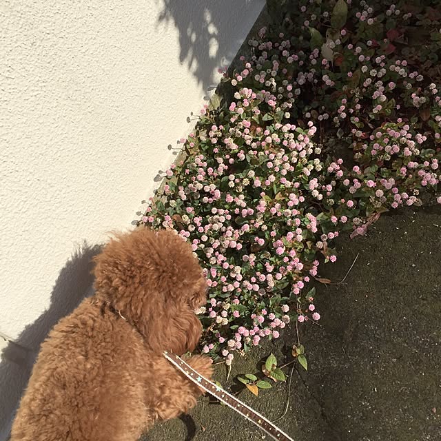 ISM.mumさんの実例写真