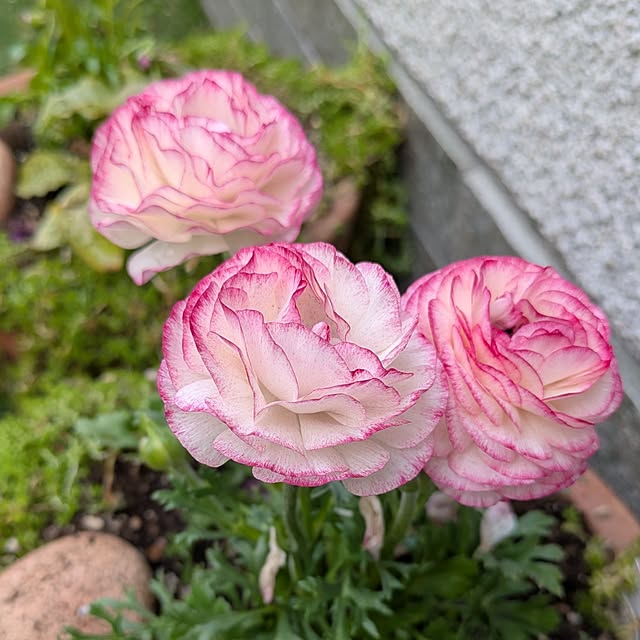 Rさんの実例写真