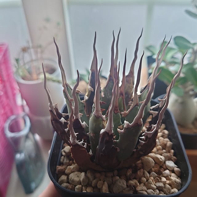 tropical_happy_lifeさんの部屋