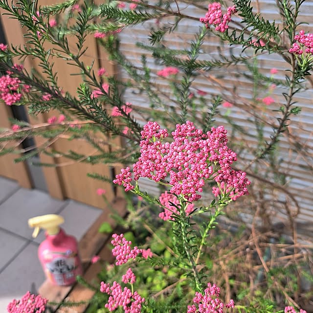 Jijiさんの部屋