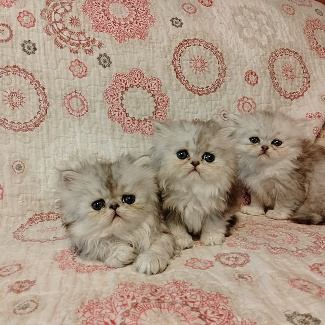makaronさんの実例写真