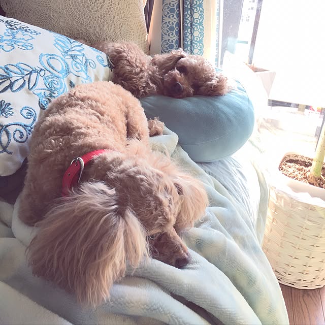 yukkoさんの実例写真