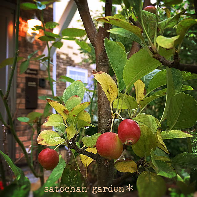 satochanさんの実例写真