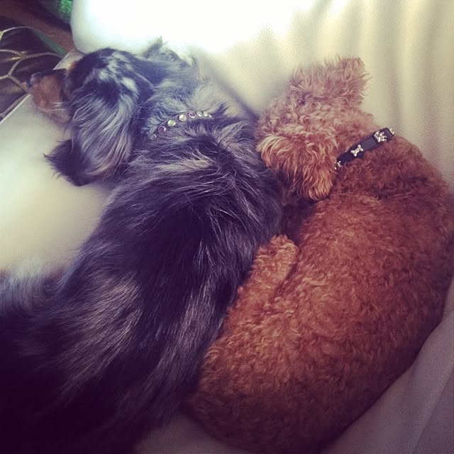 Kikoさんの実例写真