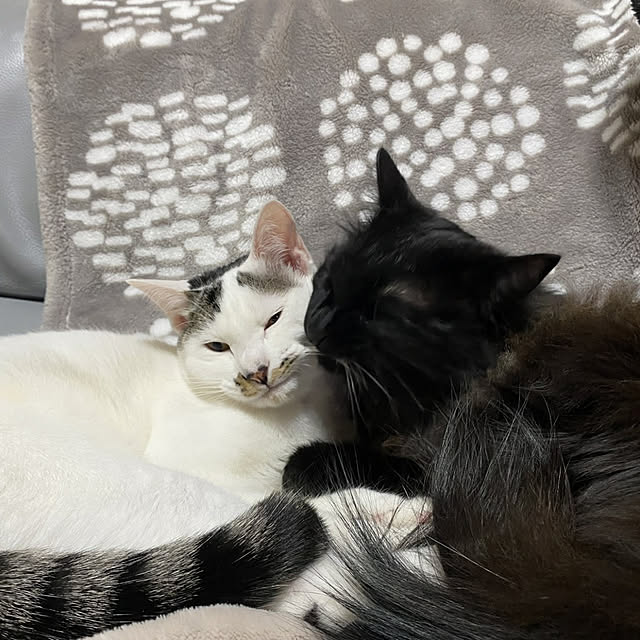 kumiさんの実例写真