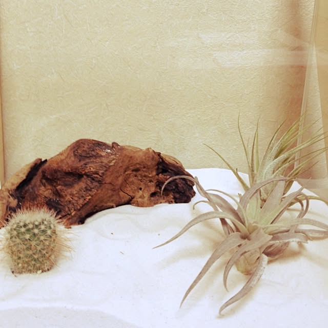 リビング/植物のインテリア実例 - 2014-07-06 15:41:31