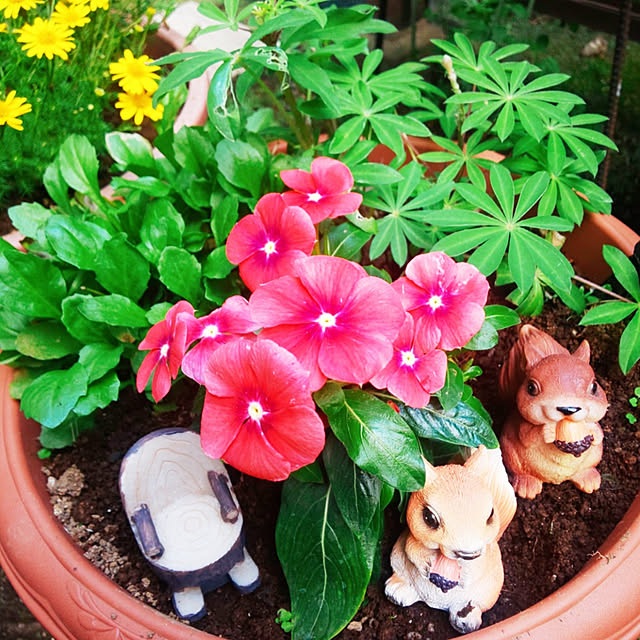 hapiさんの実例写真