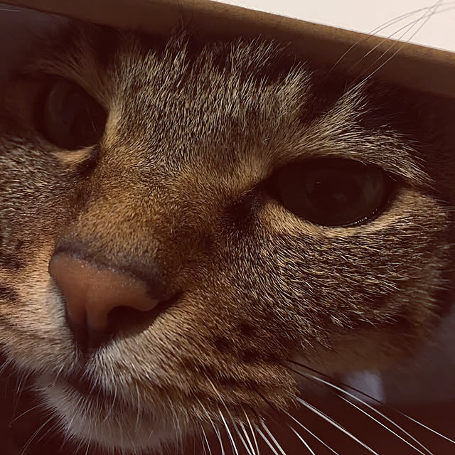 shigimiさんの実例写真