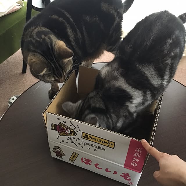 mikomaruさんの実例写真