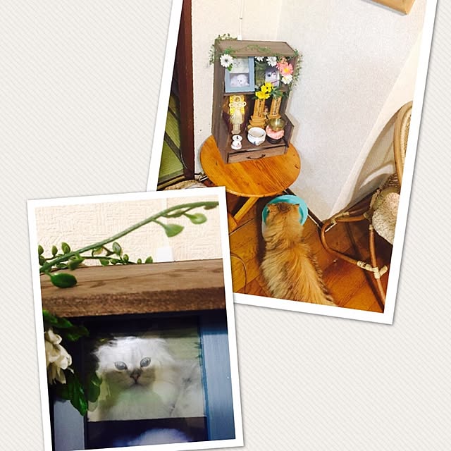 miyapp.hiroppさんの実例写真
