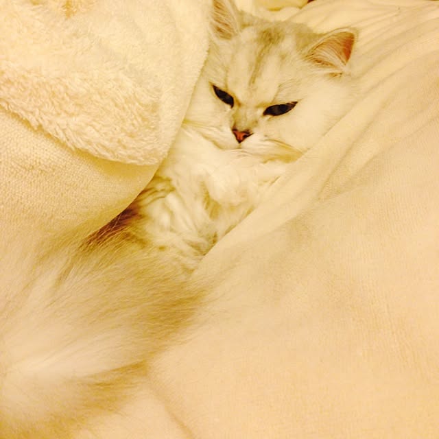 sakuさんの実例写真