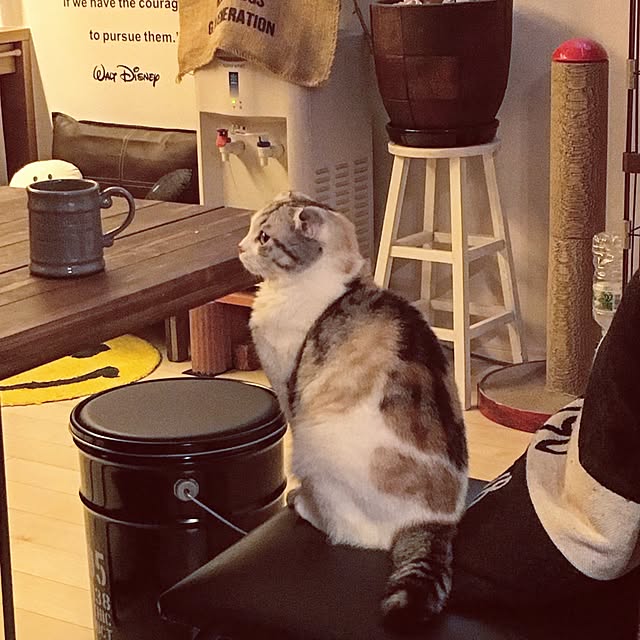 yokkochanさんの実例写真