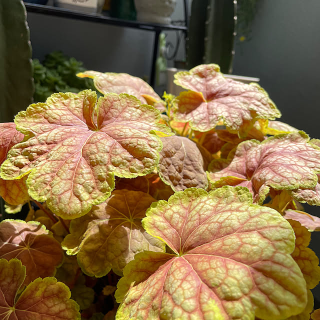 sata9さんの実例写真