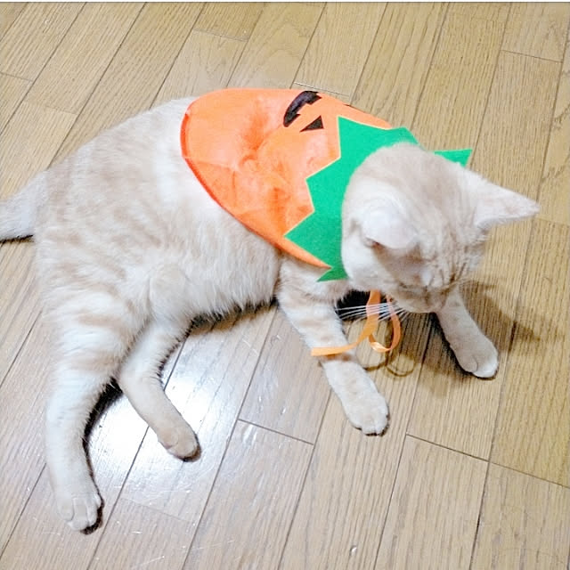 heart.emiemi57.whiteさんの実例写真