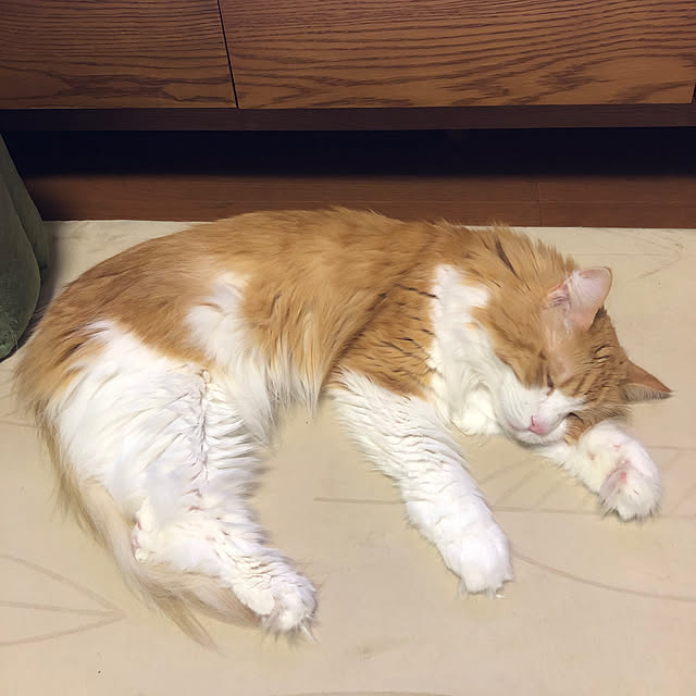 uchidaizuさんの実例写真