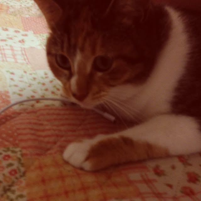 meriiさんの実例写真