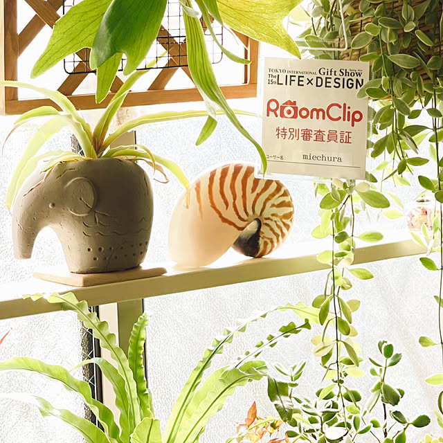 miechuraさんの実例写真