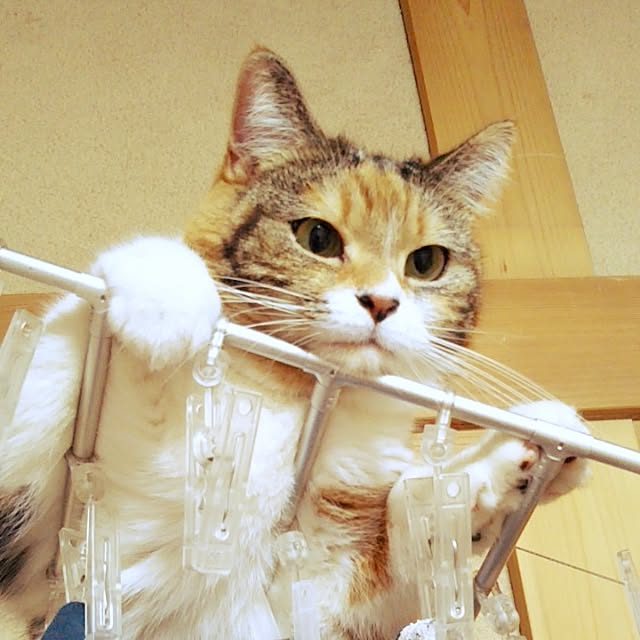 yukieさんの実例写真