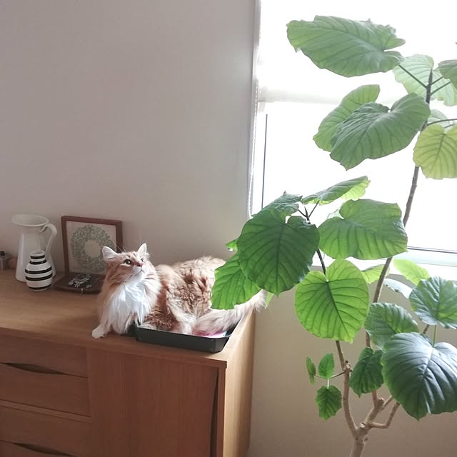 pinokoさんの実例写真
