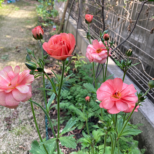 hatsugaさんの部屋
