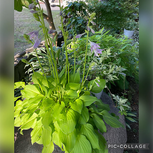 buchiさんの実例写真