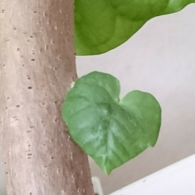 r.k.m.n_n.3.4.5さんの実例写真