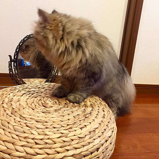 butachanさんの実例写真
