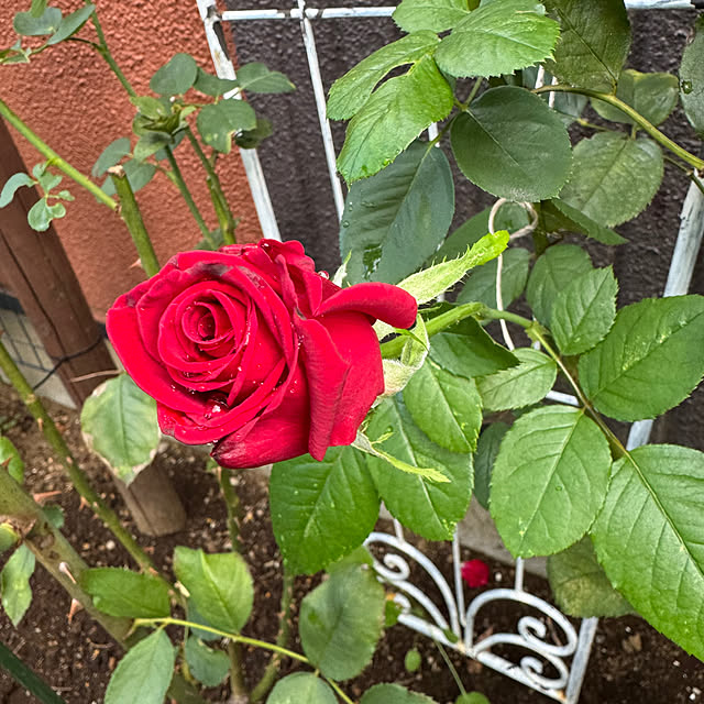 RoseLife5818さんの部屋