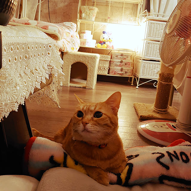 asuminさんの実例写真