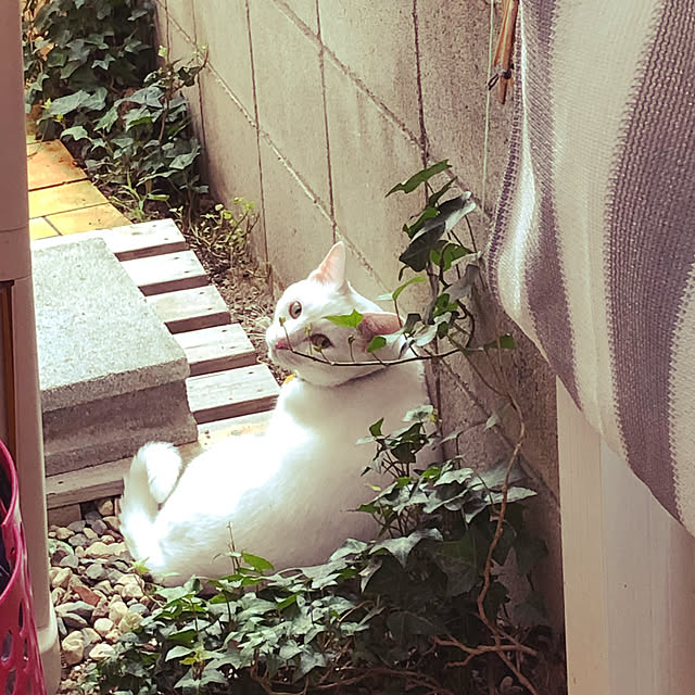 moyuhiさんの実例写真