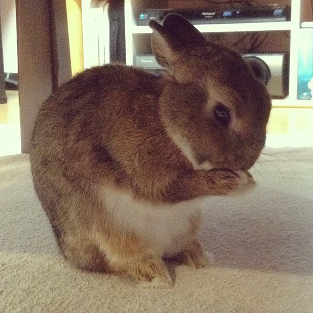 yuzu0223さんの実例写真