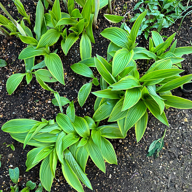 mamizaさんの部屋