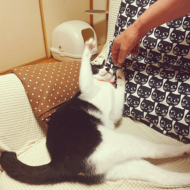 moolさんの実例写真