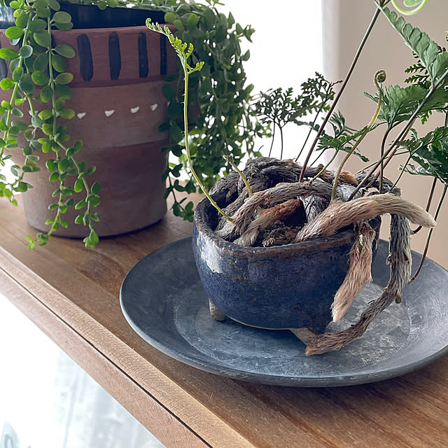 nobikoさんの部屋