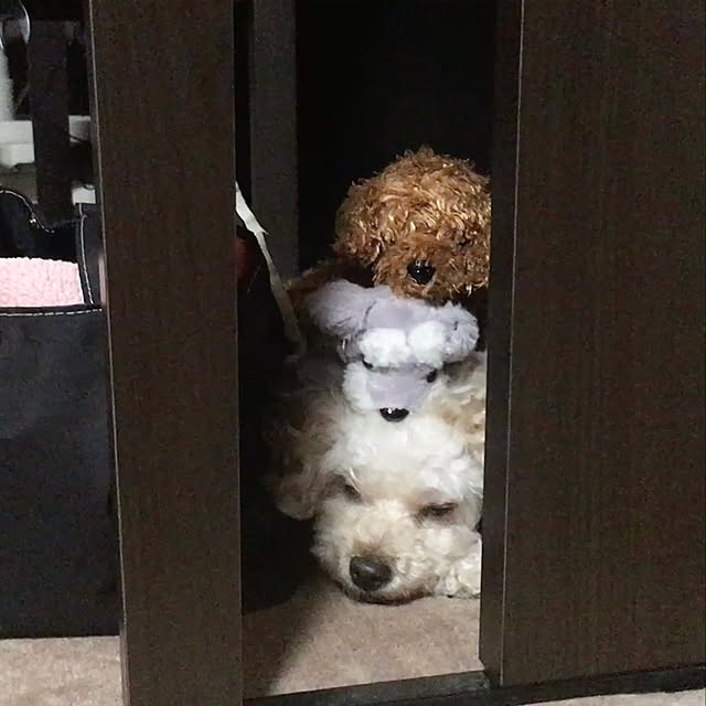 coco.さんの実例写真