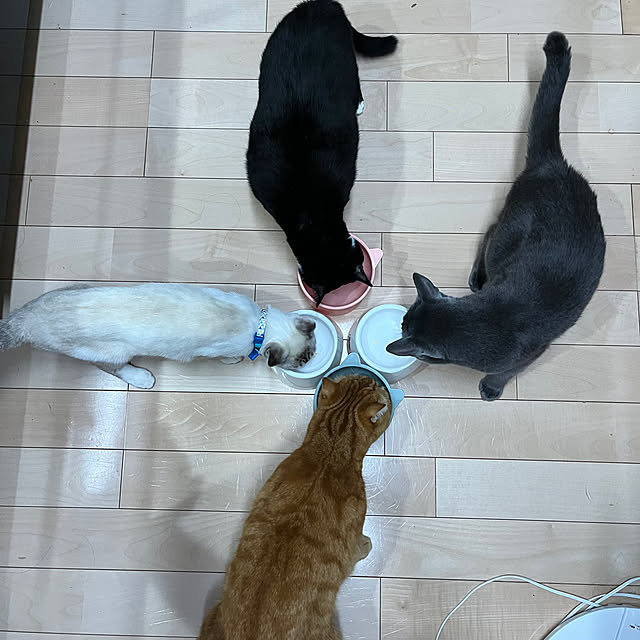 nekoさんの部屋